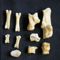 Tarse et phalanges (62256 visites) Canis mesomelas - Mâle - Adulte - Éléments droitsCollection : Département d'Ostéologie du Musé... Tarse et phalanges
