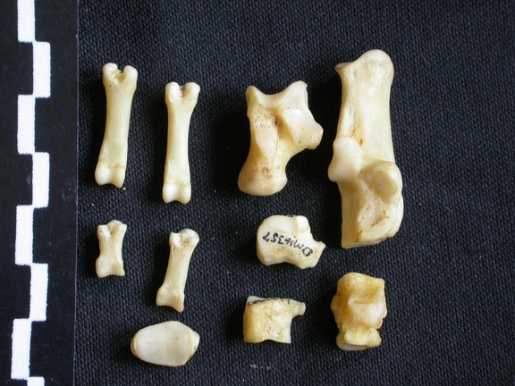 Tarse et phalanges (62255 visites) Canis mesomelas - Mâle - Adulte - Éléments droitsCollection : Département d'Ostéologie du Musé... Tarse et phalanges