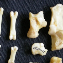 Tarse et phalanges (20216 visites) Canis mesomelas - Mâle - Adulte - Éléments droitsCollection : Département d'Ostéologie du Musé... Tarse et phalanges