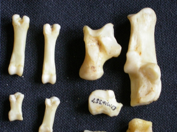 Tarse et phalanges