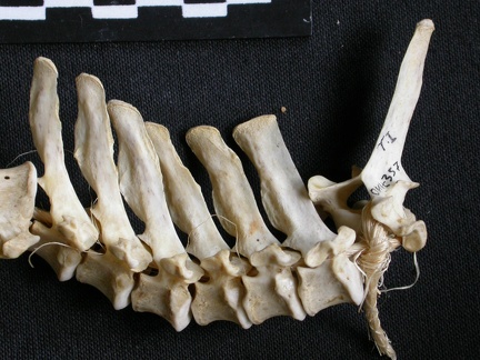 Vértebras torácicas (12890 visitas) Canis mesomelas - Macho - AdultoColección : Departamento d'Osteología del Museo Nacional de Kenia... Vértebras torácicas