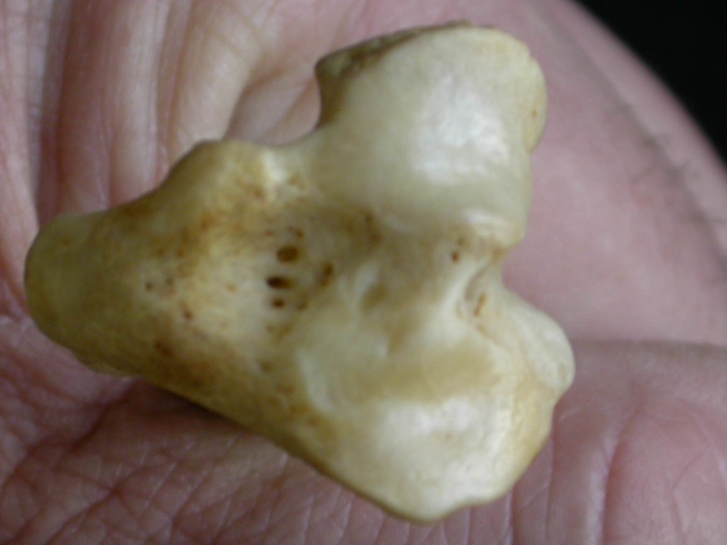 Tibia: proximale part (9082 visits) Canis mesomelas - Male - Adult - Right elementCollection: Department d'Osteology of National Museum... Tibia: proximale part