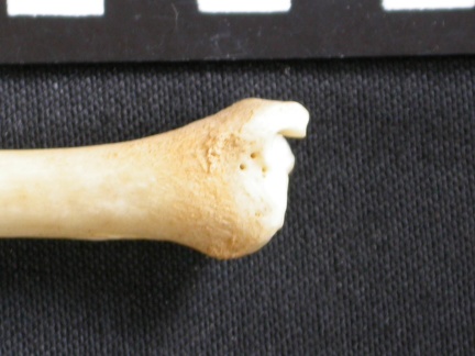 Tibia : partie distale (9189 visites) Canis mesomelas - Mâle - Adulte - Élément droitCollection : Département d'Ostéologie du Musée ... Tibia : partie distale