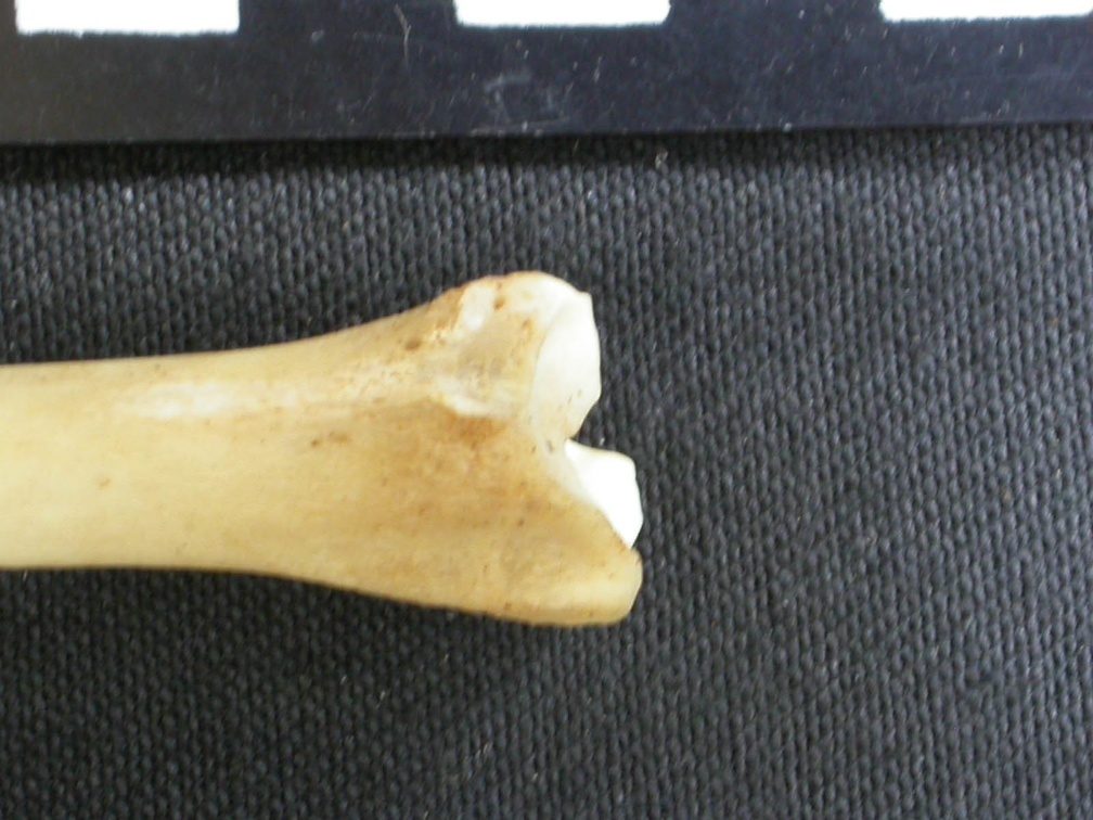 Tibia : partie distale (9217 visites) Canis mesomelas - Mâle - Adulte - Élément droitCollection : Département d'Ostéologie du Musée ... Tibia : partie distale