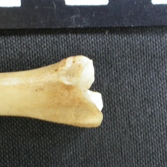 Tibia : partie distale (9215 visites) Canis mesomelas - Mâle - Adulte - Élément droitCollection : Département d'Ostéologie du Musée ... Tibia : partie distale
