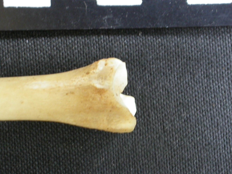 Tibia : partie distale (9283 visites) Canis mesomelas - Mâle - Adulte - Élément droitCollection : Département d'Ostéologie du Musée ... Tibia : partie distale