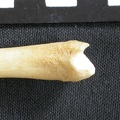 Tibia : partie distale (8844 visites) Canis mesomelas - Mâle - Adulte - Élément droitCollection : Département d'Ostéologie du Musée ... Tibia : partie distale