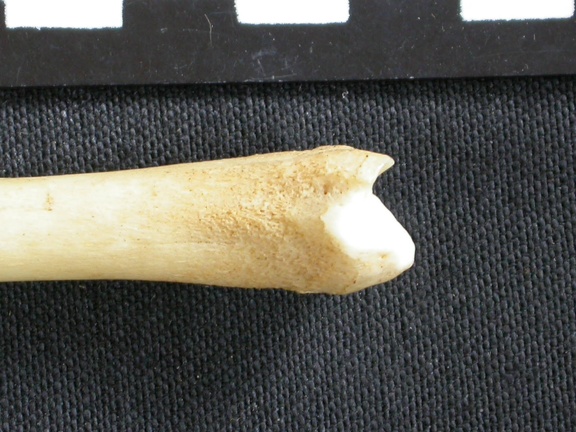 Tibia : partie distale (9085 visites) Canis mesomelas - Mâle - Adulte - Élément droitCollection : Département d'Ostéologie du Musée ... Tibia : partie distale
