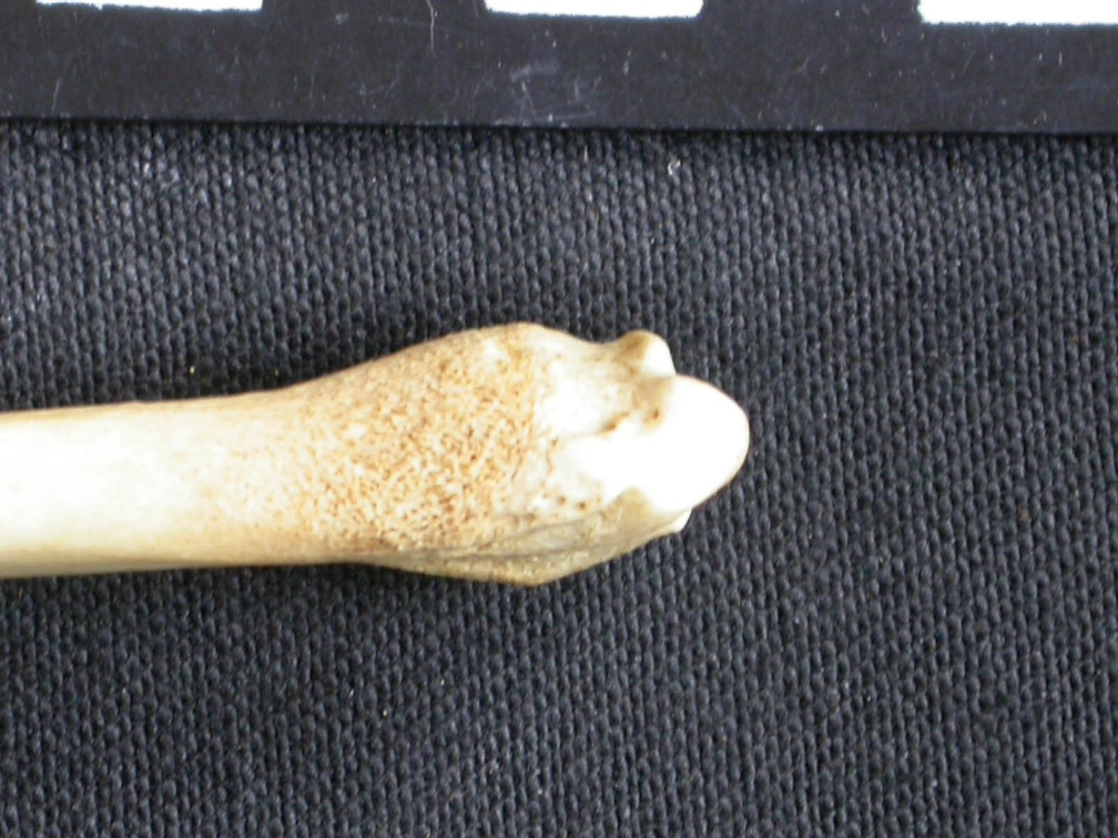 Tibia : partie distale (8460 visites) Canis mesomelas - Mâle - Adulte - Élément droitCollection : Département d'Ostéologie du Musée ... Tibia : partie distale
