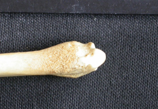 Tibia : partie distale (8453 visites) Canis mesomelas - Mâle - Adulte - Élément droitCollection : Département d'Ostéologie du Musée ... Tibia : partie distale