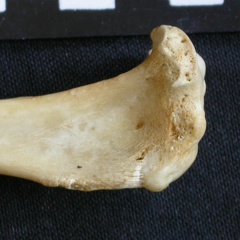 Tibia : partie proximale (8215 visites) Canis mesomelas - Mâle - Adulte - Élément droitCollection : Département d'Ostéologie du Musée ... Tibia : partie proximale