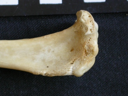 Tibia: parte proximal (8150 visitas) Canis mesomelas - Macho - Adulto - Elemento derechoColección : Departamento d'Osteología del Muse... Tibia: parte proximal