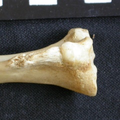 Tibia : partie proximale (7835 visites) Canis mesomelas - Mâle - Adulte - Élément droitCollection : Département d'Ostéologie du Musée ... Tibia : partie proximale