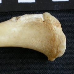 Tibia : partie proximale (7712 visites) Canis mesomelas - Mâle - Adulte - Élément droitCollection : Département d'Ostéologie du Musée ... Tibia : partie proximale