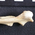 Ulna : partie proximale (7895 visites) Canis mesomelas - Mâle - Adulte - Élément droitCollection : Département d'Ostéologie du Musée ... Ulna : partie proximale