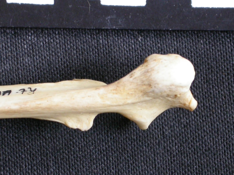 Ulna : partie proximale (7723 visites) Canis mesomelas - Mâle - Adulte - Élément droitCollection : Département d'Ostéologie du Musée ... Ulna : partie proximale