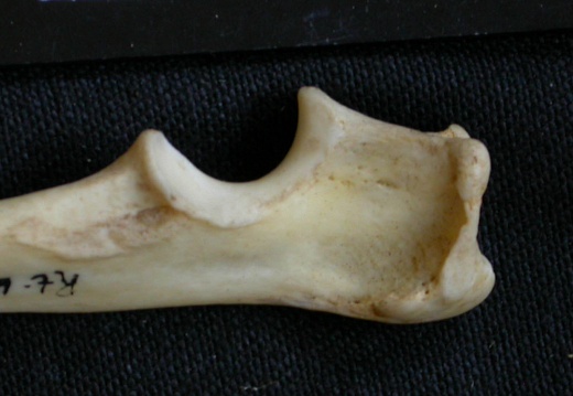 Ulna : parte proximal (7617 visitas) Canis mesomelas - Macho - Adulto - Elemento derechoColección : Departamento d'Osteología del Muse... Ulna : parte proximal