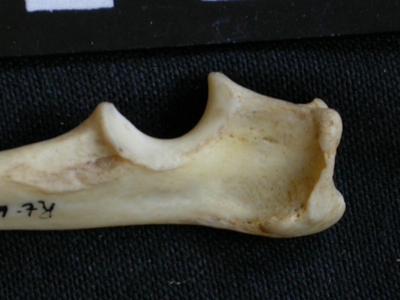 Ulna : partie proximale (7612 visites) Canis mesomelas - Mâle - Adulte - Élément droitCollection : Département d'Ostéologie du Musée ... Ulna : partie proximale