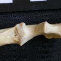 Ulna : partie proximale (8054 visites) Canis mesomelas - Mâle - Adulte - Élément droitCollection : Département d'Ostéologie du Musée ... Ulna : partie proximale