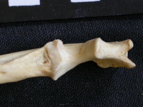 Ulna : partie proximale (7880 visites) Canis mesomelas - Mâle - Adulte - Élément droitCollection : Département d'Ostéologie du Musée ... Ulna : partie proximale