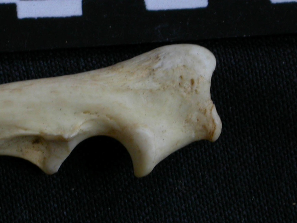 Ulna : partie proximale (7998 visites) Canis mesomelas - Mâle - Adulte - Élément droitCollection : Département d'Ostéologie du Musée ... Ulna : partie proximale