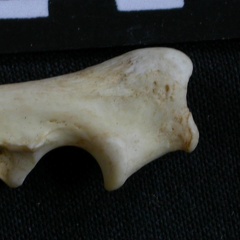 Ulna : partie proximale (7983 visites) Canis mesomelas - Mâle - Adulte - Élément droitCollection : Département d'Ostéologie du Musée ... Ulna : partie proximale