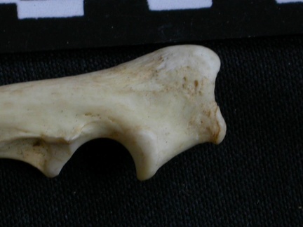 Ulna : parte proximal (8033 visitas) Canis mesomelas - Macho - Adulto - Elemento derechoColección : Departamento d'Osteología del Muse... Ulna : parte proximal