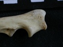 Ulna: proximale part