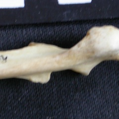 Ulna: proximale part (8103 visits) Canis mesomelas - Male - Adult - Right elementCollection: Department d'Osteology of National Museum... Ulna: proximale part