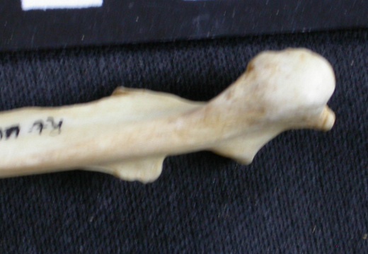 Ulna : partie proximale (8109 visites) Canis mesomelas - Mâle - Adulte - Élément droitCollection : Département d'Ostéologie du Musée ... Ulna : partie proximale