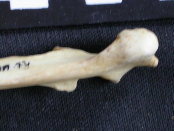 Ulna : partie proximale (8103 visites) Canis mesomelas - Mâle - Adulte - Élément droitCollection : Département d'Ostéologie du Musée ... Ulna : partie proximale