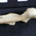 Ulna : partie proximale