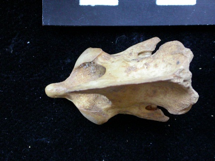 Axis (11672 visites) Vulpes vulpes - Jeune adulteCollection : Maison Méditerranéenne des Sciences de l'Homme (MMSH) / B... Axis
