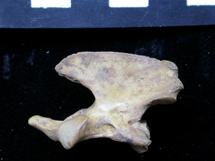 Axis (11264 visites) Vulpes vulpes - Jeune adulteCollection : Maison Méditerranéenne des Sciences de l'Homme (MMSH) / B... Axis