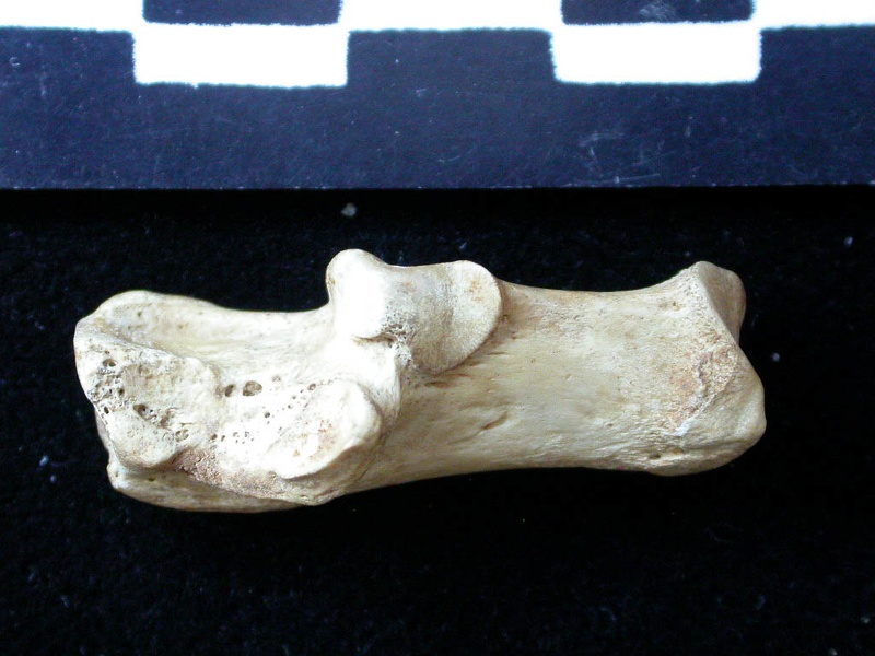 Calcanéus (9118 visites) Vulpes vulpes - Jeune adulte - Élément droitCollection : Maison Méditerranéenne des Sciences de ... Calcanéus