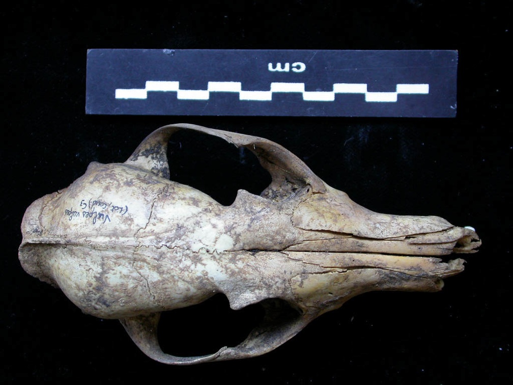 Crâne : vue frontale (7501 visites) Vulpes vulpes - AdulteCollection : Maison Méditerranéenne des Sciences de l'Homme (MMSH) / Brugal ... Crâne : vue frontale