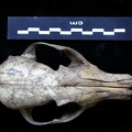 Crâne : vue frontale (7607 visites) Vulpes vulpes - AdulteCollection : Maison Méditerranéenne des Sciences de l'Homme (MMSH) / Brugal ... Crâne : vue frontale