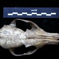 Skull: frontal sight