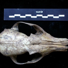 Crâne : vue frontale (7522 visites) Vulpes vulpes - AdulteCollection : Maison Méditerranéenne des Sciences de l'Homme (MMSH) / Brugal ... Crâne : vue frontale
