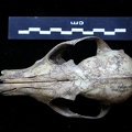 Crâne : vue frontale (7112 visites) Vulpes vulpes - AdulteCollection : Maison Méditerranéenne des Sciences de l'Homme (MMSH) / Brugal ... Crâne : vue frontale