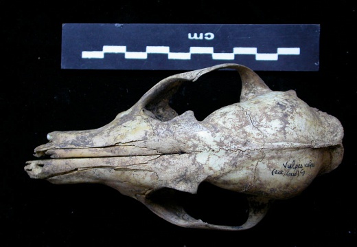 Skull: frontal sight