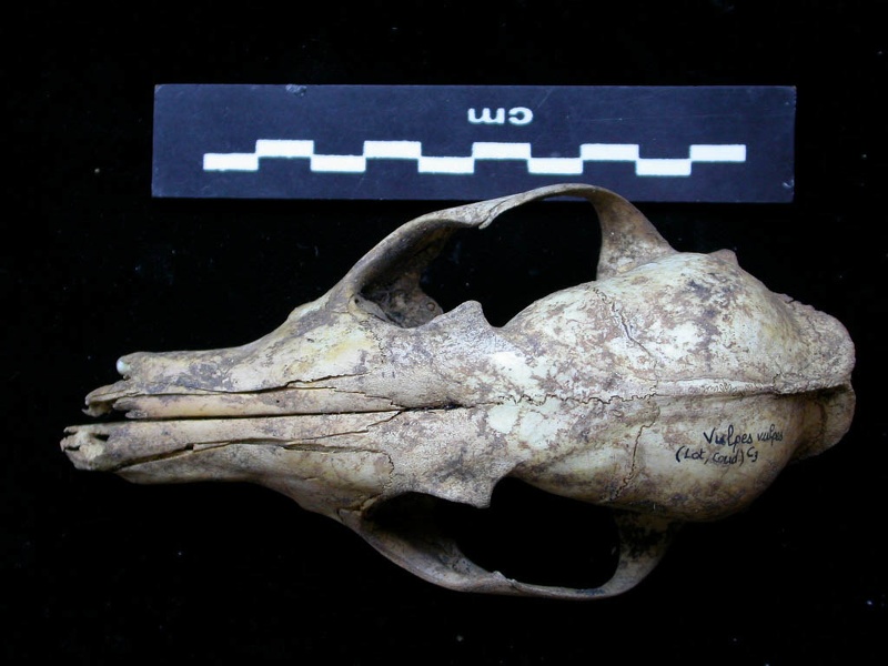 Crâne : vue frontale (7006 visites) Vulpes vulpes - AdulteCollection : Maison Méditerranéenne des Sciences de l'Homme (MMSH) / Brugal ... Crâne : vue frontale