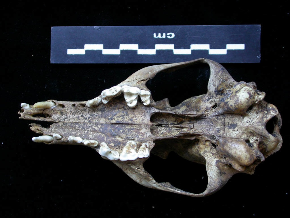 Skull: ventral sight