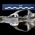 Crâne : vue ventrale (6911 visites) Vulpes vulpes - AdulteCollection : Maison Méditerranéenne des Sciences de l'Homme (MMSH) / Brugal ... Crâne : vue ventrale