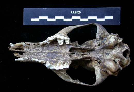 Skull: ventral sight