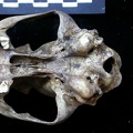Crâne : vue ventrale (6933 visites) Vulpes vulpes - AdulteCollection : Maison Méditerranéenne des Sciences de l'Homme (MMSH) / Brugal ... Crâne : vue ventrale