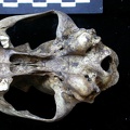 Skull: ventral sight