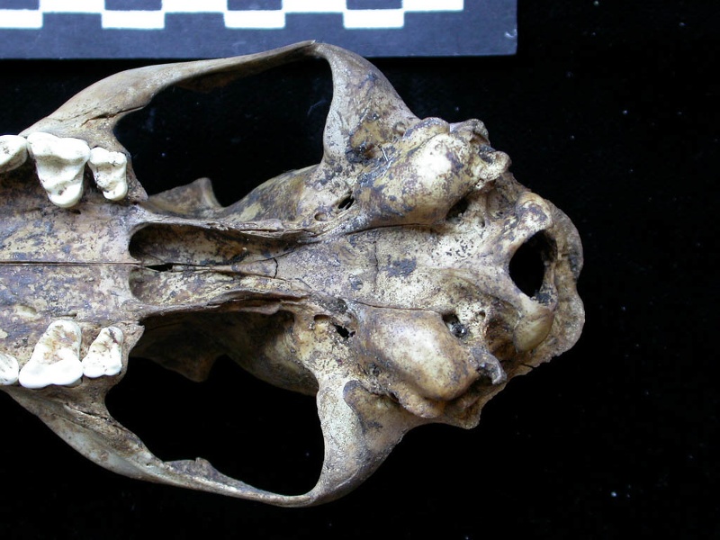 Crâne : vue ventrale (6830 visites) Vulpes vulpes - AdulteCollection : Maison Méditerranéenne des Sciences de l'Homme (MMSH) / Brugal ... Crâne : vue ventrale