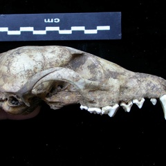 Crâne : vue latérale droite (7030 visites) Vulpes vulpes - AdulteCollection : Maison Méditerranéenne des Sciences de l'Homme (MMSH) / Brugal ... Crâne : vue latérale droite