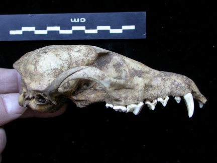 Crâne : vue latérale droite (6949 visites) Vulpes vulpes - AdulteCollection : Maison Méditerranéenne des Sciences de l'Homme (MMSH) / Brugal ... Crâne : vue latérale droite